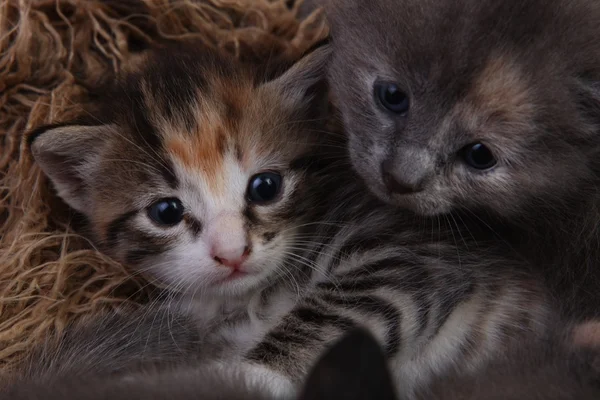 Lille kattunger som ligger i en kurv med søsken – stockfoto