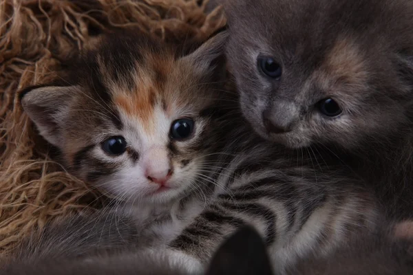 Bébé chatons couché dans un panier avec frères et sœurs — Photo