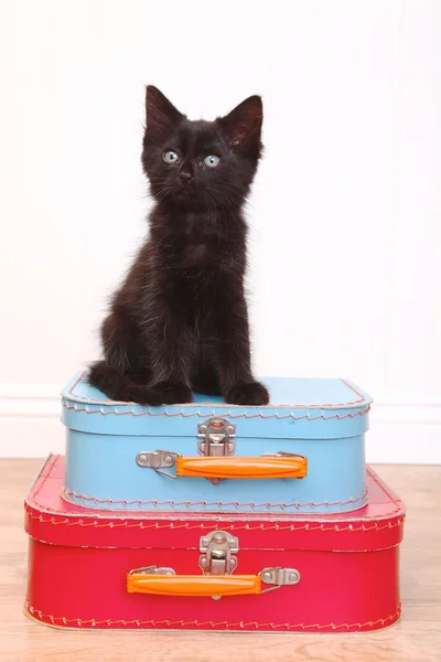 Black Kitten Sitting Atop Luggage on White — Stock Photo, Image