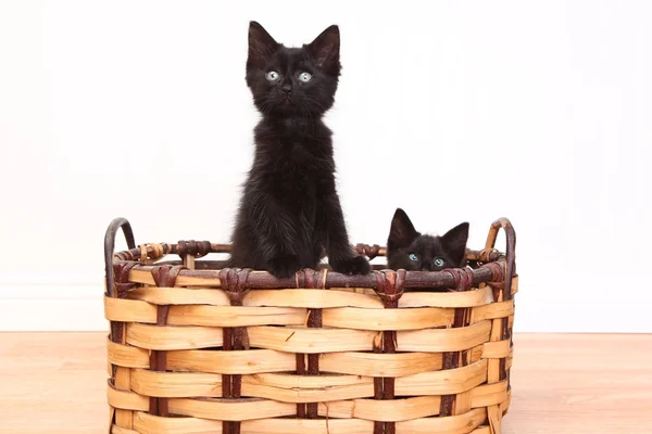 Gattini curiosi dentro un cestino su bianco — Foto Stock