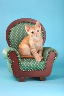 Studio küçük turuncu tabby yavru kedi