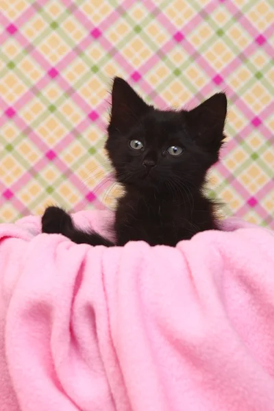 Nieuwsgierig kitten op een roze zachte achtergrond — Stockfoto