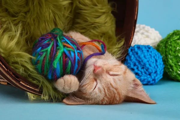 Little Orange Tabby Kitten in Studio — Stock Photo, Image