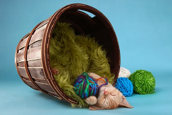 Little Orange Tabby Kitten in Studio — Stock Photo, Image