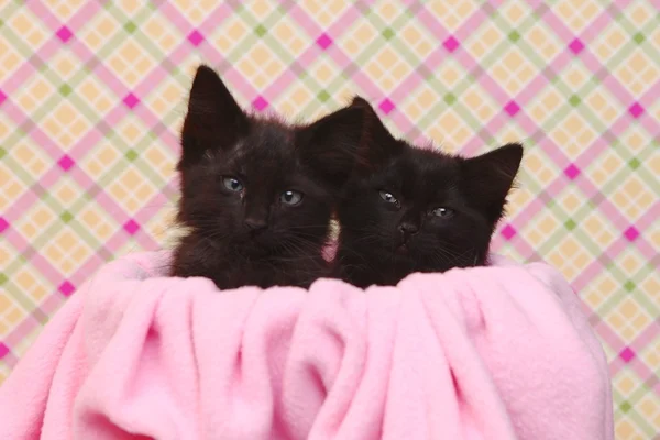ピンクの可愛い背景かわいい黒い子猫 ストック写真 C Tobkatrina