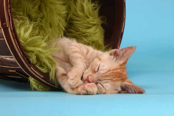 Оранжевый котенок Табби в студии — стоковое фото