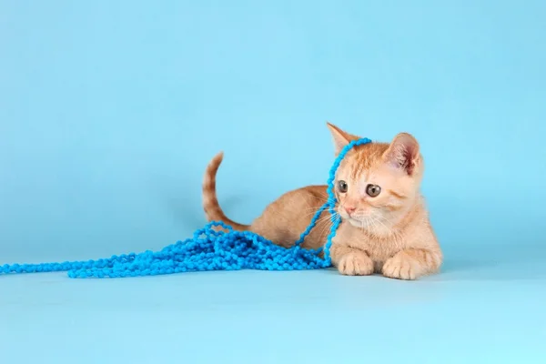 Little Orange Tabby Kitten in Studio — Stock Photo, Image