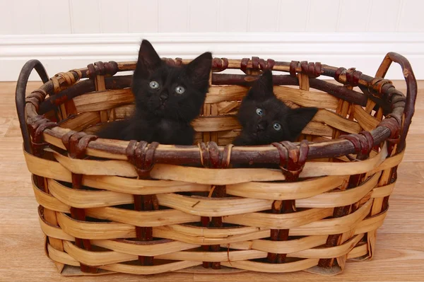 Gatinhos curiosos dentro de uma cesta em branco — Fotografia de Stock