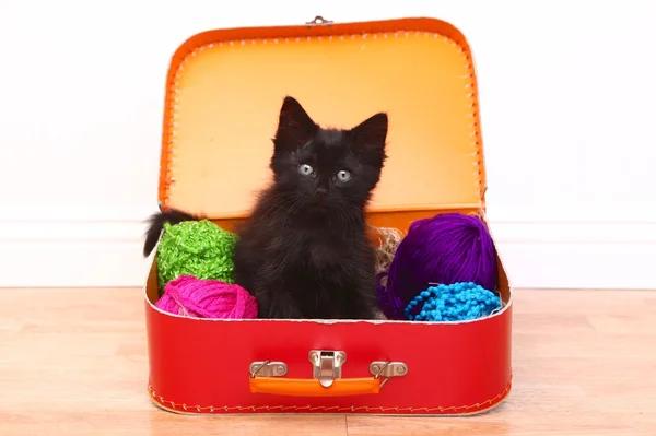 Kitten in a Case Filled with Yarn — Stock Photo, Image