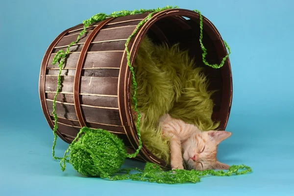 Little Orange Tabby Kitten in Studio — Stock Photo, Image