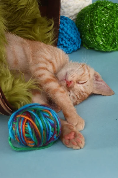 Studio küçük turuncu tabby yavru kedi — Stok fotoğraf