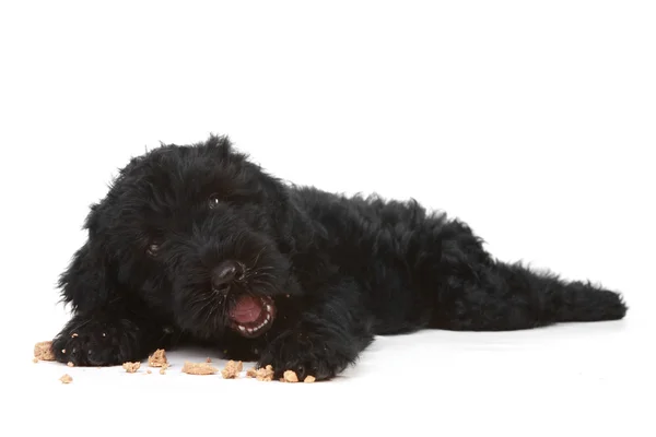 Black Russian Terrier Puppy on a White Background — Stock Photo, Image