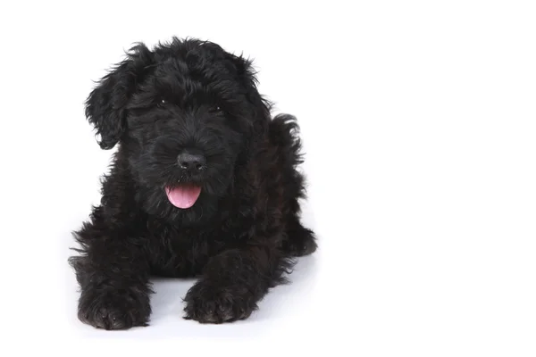 Black Russian Terrier Puppy on a White Background — Stock Photo, Image