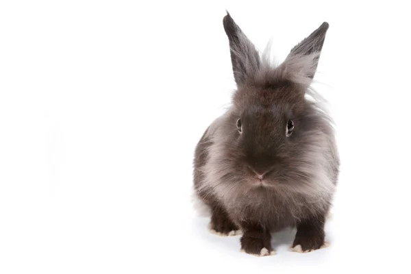 Één bunny rabbit op witte achtergrond — Stockfoto