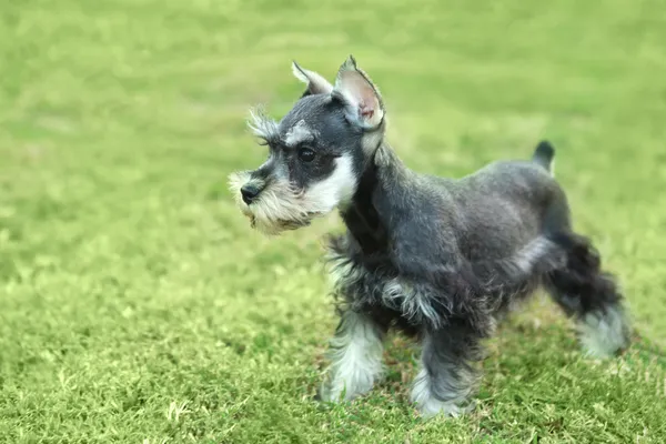 Kis minuature schnauzer kölyök kutya — Stock Fotó