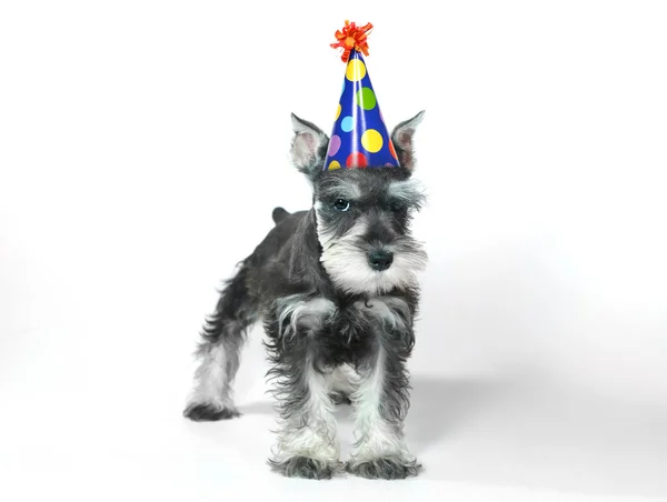 Birthday Hat Wearing Miniature Schnauzer Puppy Dog on White — Stock Photo, Image