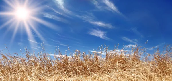 金黄的麦穗场全景与美丽的天空 — 图库照片