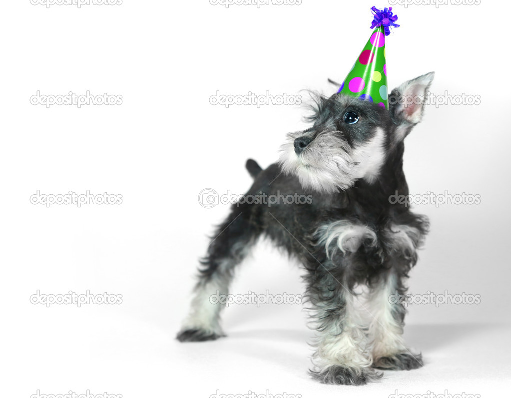 Birthday Hat Wearing Miniature Schnauzer Puppy Dog on White