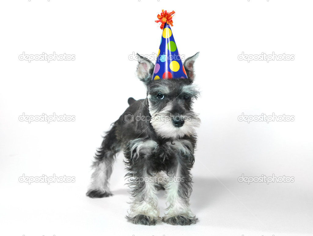 Images: birthday schnauzer | Birthday Hat Wearing Miniature Schnauzer