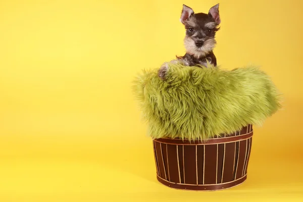 Minuature schnauzer puppy hondje — Stockfoto