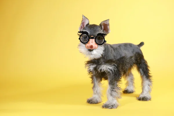 Goofy minuature schnauzer puppy hondje — Stockfoto