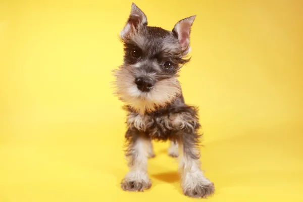 Kis minuature schnauzer kölyök kutya — Stock Fotó