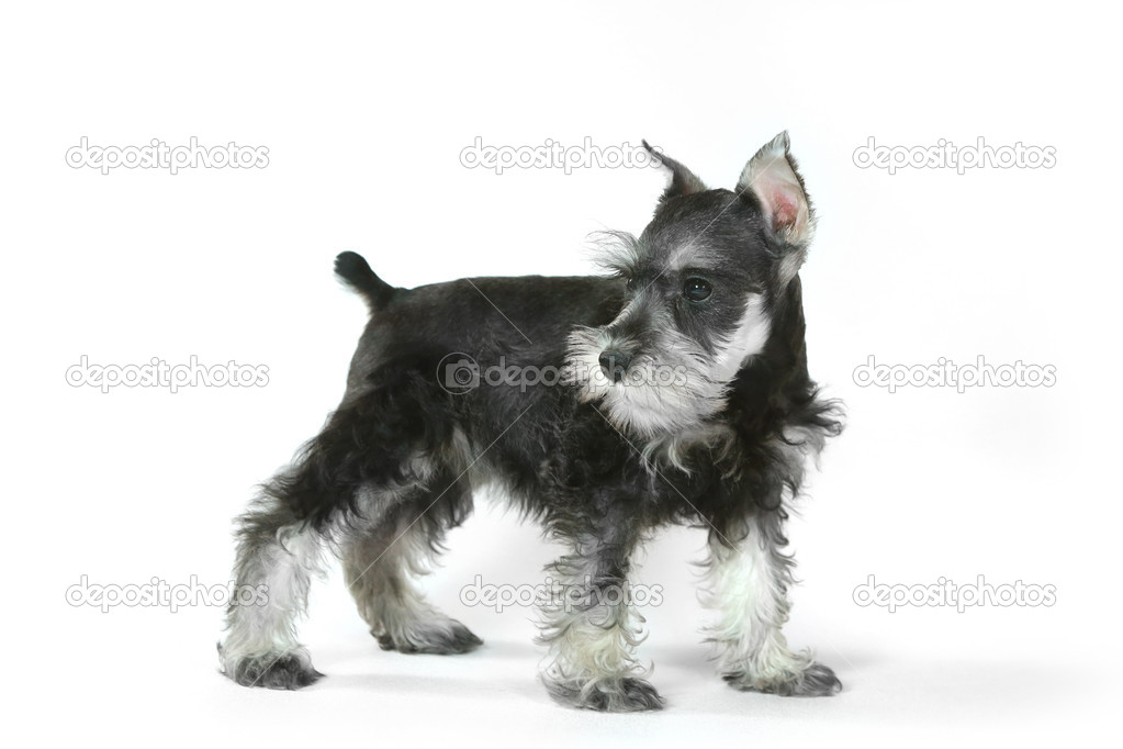 白地にかわいい赤ちゃんミニチュアシュナウザー子犬犬 ストック写真 C Tobkatrina 白地にかわいい赤ちゃんミニチュアシュナウザー子犬犬 ストック写真 C Tobkatrina