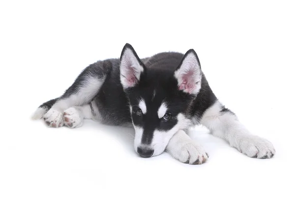 Cachorro Malamute de Alaska sobre fondo blanco en estudio — Foto de Stock