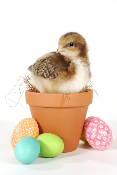 Holiday Themed Image With Baby Chicks and Eggs — Stock Photo, Image