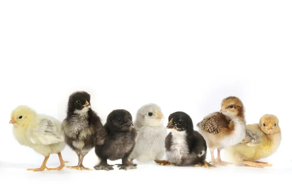 Muitas galinhas de pintainho de bebê alinhadas em branco — Fotografia de Stock