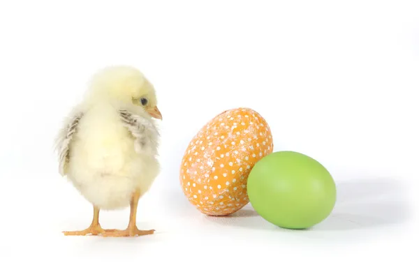 Bebek civciv ve yumurta ile tatil temalı resim — Stok fotoğraf