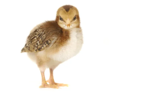 Förtjusande baby brud kyckling på vit bakgrund — Stockfoto