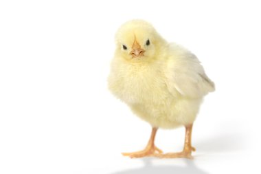 Beyaz arka plan üzerinde bebek piliç tavuk
