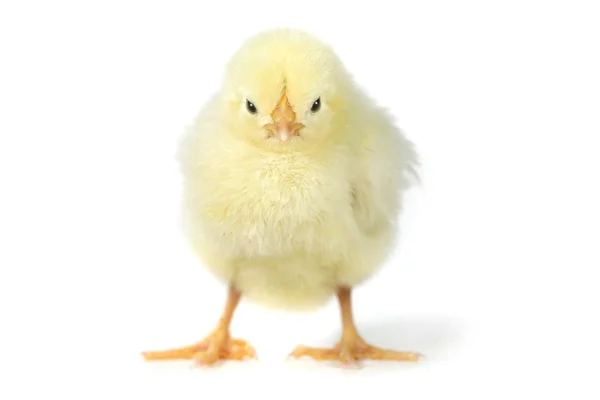 Adorabile pulcino pollo su sfondo bianco — Foto Stock