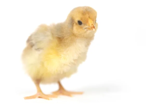 Adorabile pulcino pollo su sfondo bianco — Foto Stock