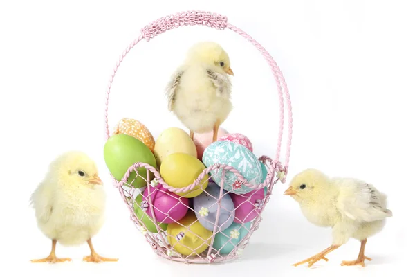 Holiday Themed Image With Baby Chicks and Eggs — Stock Photo, Image