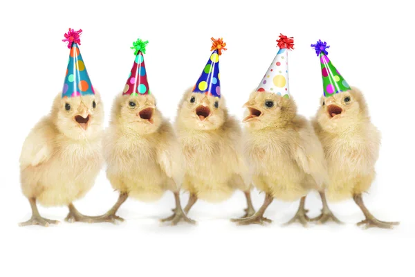 Желтые цыплята-младенцы поют с днем рождения — стоковое фото