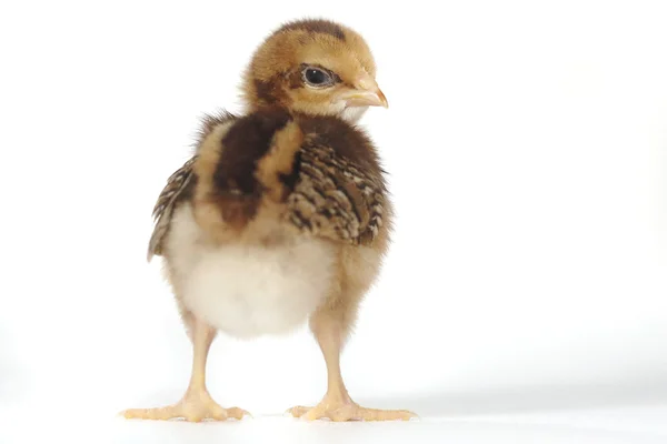 Beyaz arka plan üzerinde bebek piliç tavuk — Stok fotoğraf