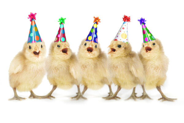 Amarillo bebé polluelos cantando feliz cumpleaños — Imagen de stock Amarillo bebé polluelos cantando feliz cumpleaños Fotos De Stock Sin Royalties Gratis