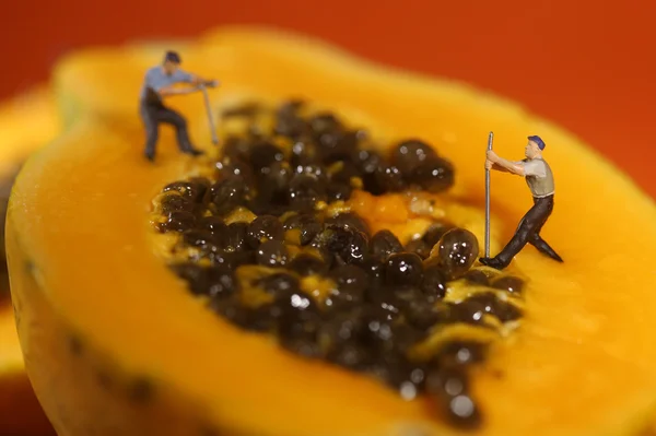 Papaya meyve üzerinde çalışan insanlar — Stok fotoğraf