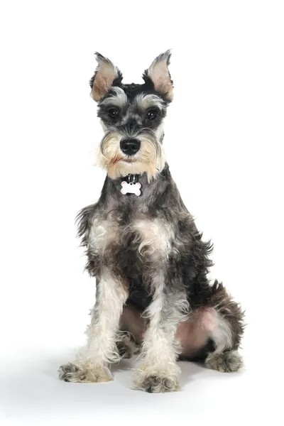 Bonito miniatura schnauzer filhote de cachorro no fundo branco — Fotografia de Stock