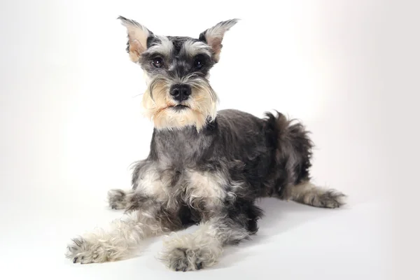 Lindo miniatura schnauzer cachorro perro en blanco fondo —  Fotos de Stock