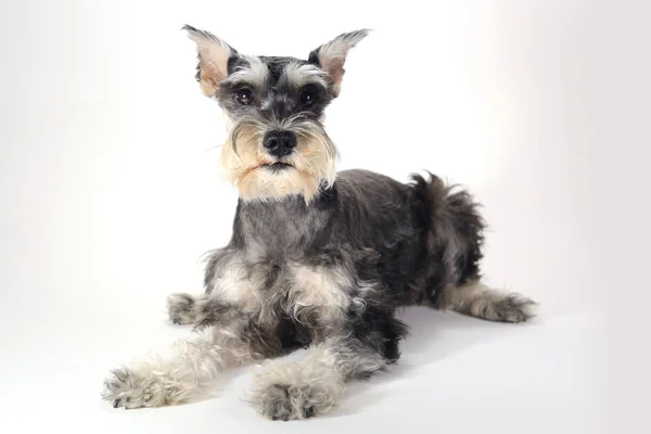 Bonito miniatura schnauzer filhote de cachorro no fundo branco — Fotografia de Stock