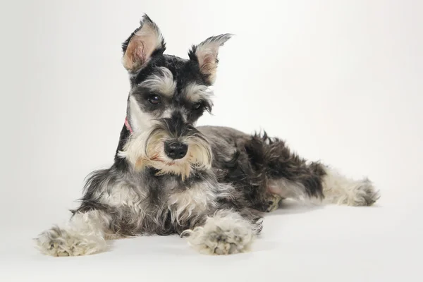 Şirin minyatür schnauzer köpek yavrusu beyaz zemin üzerine — Stok fotoğraf