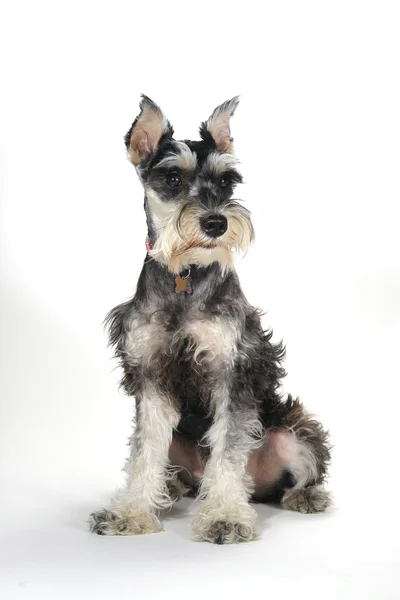 Lindo miniatura schnauzer cachorro perro en blanco fondo —  Fotos de Stock