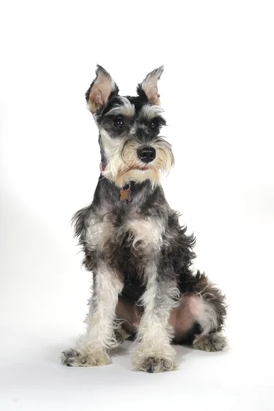 Lindo miniatura schnauzer cachorro perro en blanco fondo — Foto de Stock