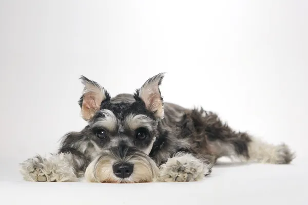 Şirin minyatür schnauzer köpek yavrusu beyaz zemin üzerine — Stok fotoğraf