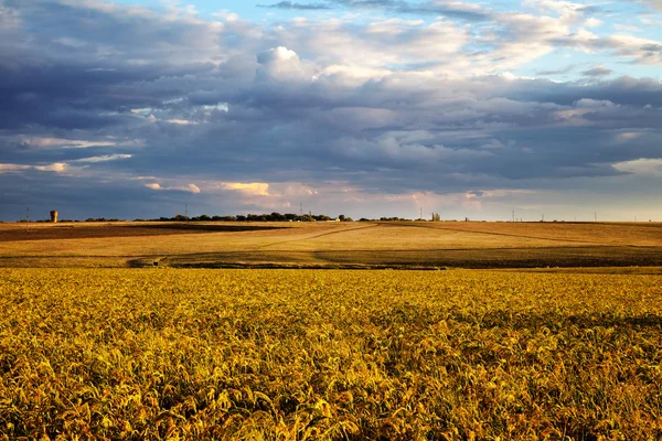 Paisagem de verão - campo de trigo — Fotografia de Stock