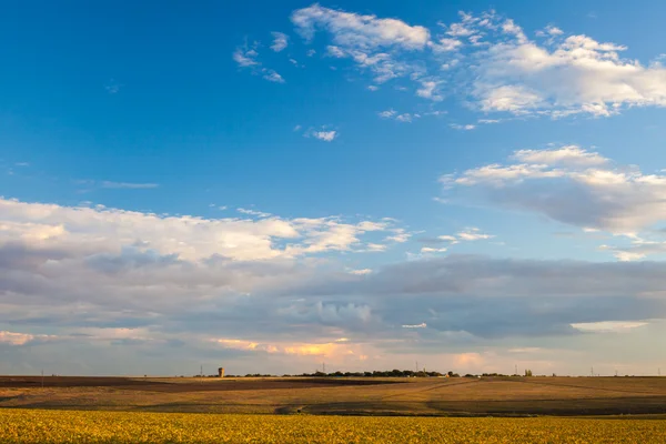 Літній пейзаж - пшеничне поле — стокове фото