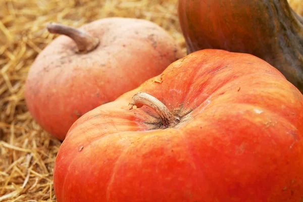 Huge pumpkin in hay — Stock Photo, Image